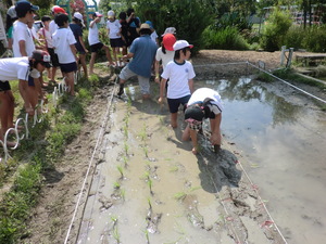 田植え１３.JPG