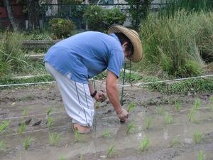 田植え１７.JPG