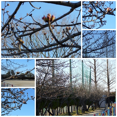 校庭の桜.jpg