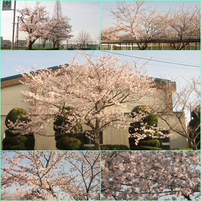 桜.jpg