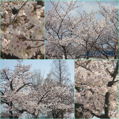 4.1旭丘桜.jpg