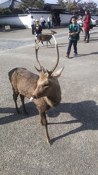 10.27奈良公園②.JPG