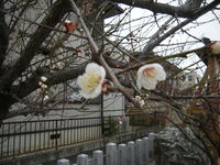 神社の梅 (4).JPG