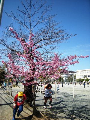 桜の下 (1).JPG