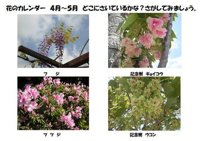 花のカレンダー写真.JPG