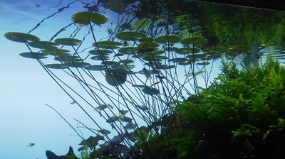 すみだ水族館1.jpg