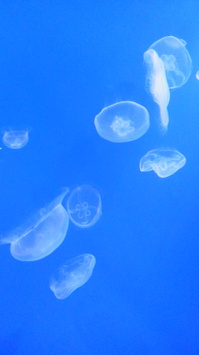 すみだ水族館6.jpg