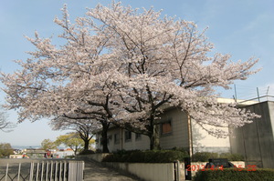 校門桜①.JPG