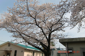 校門桜②.JPG