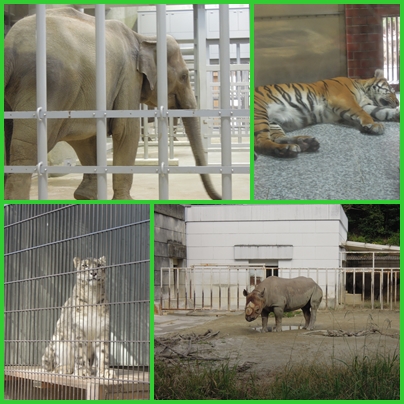 H26動物園３.jpg