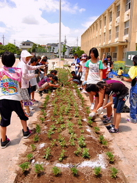 ６年　花壇で苗移植ｗｅｂ01.JPG