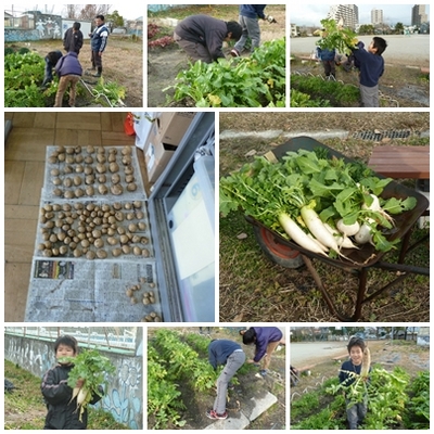 野菜の収穫たんぽぽ.jpg