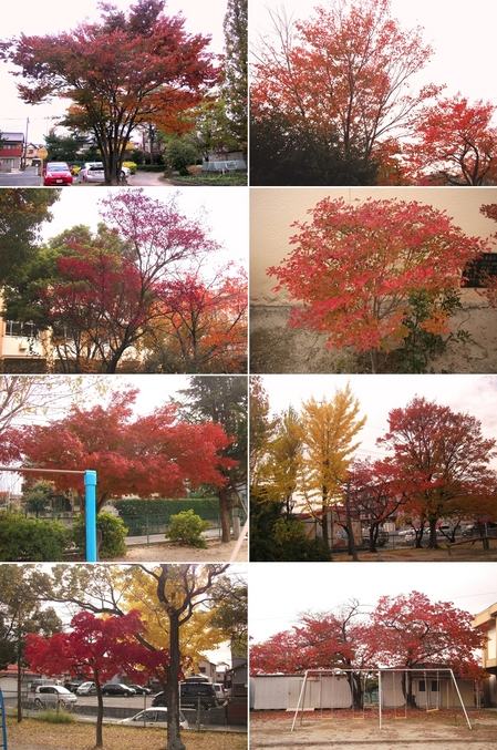 紅葉2013n.jpg